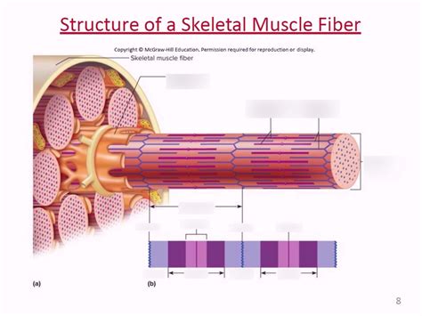 Diagram Of Structure Of A Skeletal Muscle Fiber Part 2 Quizlet