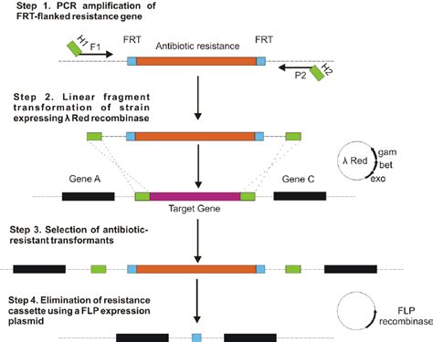 The λ Red mediated gene replacement with selection marker elimination