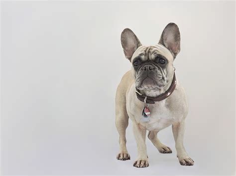 Small Dogs With Big Ears | The Smart Dog Guide