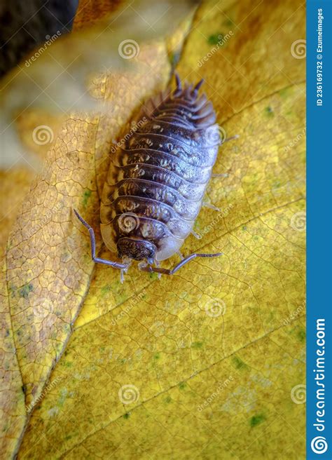 Pill Bug Armadillidiidae Stock Photo Image Of Color 236169732