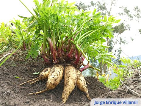 Descripcion De La Planta De Arracacha