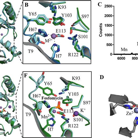 Three Dimensional Structures Of The Apo And Holo Forms Of Fosa Kp And Download Scientific