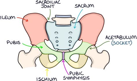 Articulated Pelvis Diagram