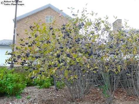 Black Chokeberry - Aronia melanocarpa — Native Plant Scapes