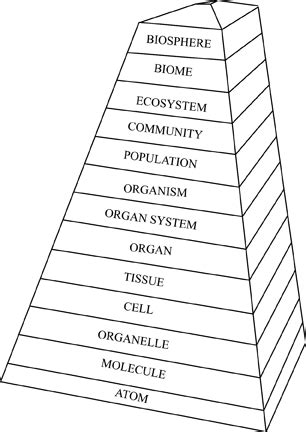 Hierarchy of Life Diagram | Quizlet