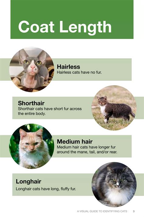 catidentification.pdf