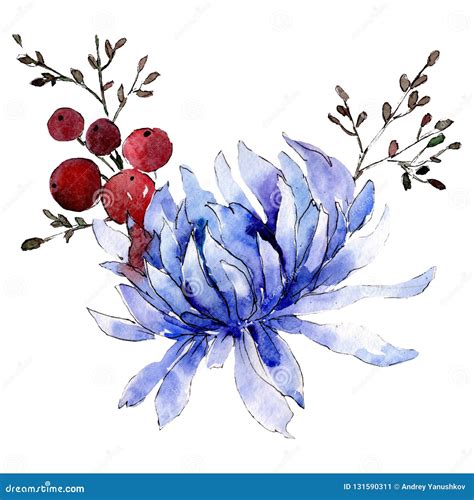 Blue Aster Botanical Flower. Isolated Bouquet Illustration Element ...