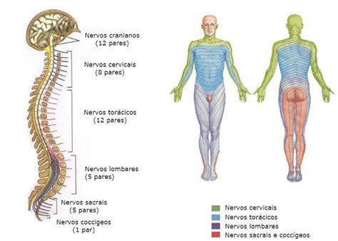 Nervos Do Corpo Humano Toda Mat Ria 48860 Hot Sex Picture