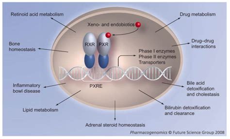 Receptor De Pregnane X Pxr Suprarrenales Cetosis Y Efectos