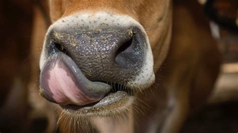 China Reportedly Cloned 3 Super Cows Able To Produce High Quantities Of Milk Complex