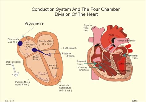 New Human Physiology Ch 8