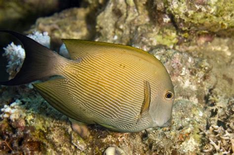 Striped Bristletooth Tang For Sale Ctenochaetus Striatus Top Care