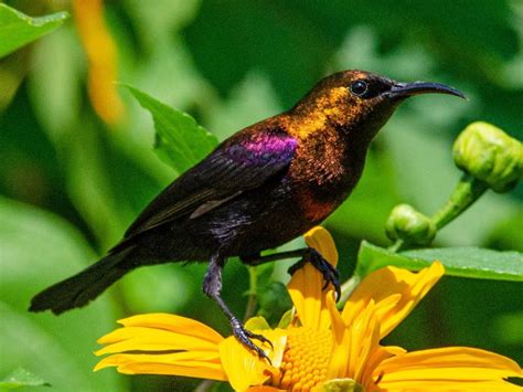 Katavi National Park Bird Checklist Tanzania Safaris Tanzania