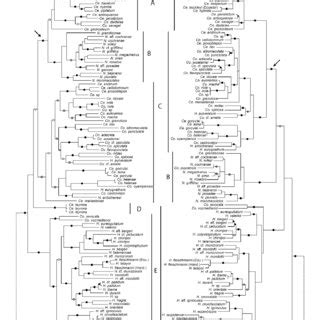 Maximum Likelihood Phylogeny Of Glassfrogs Inferred From Mitochondrial