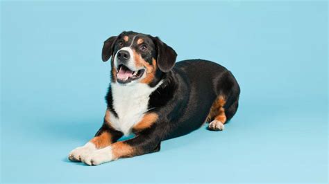 Gingivitis and Dogs - Are Your Dog's Teeth Healthy