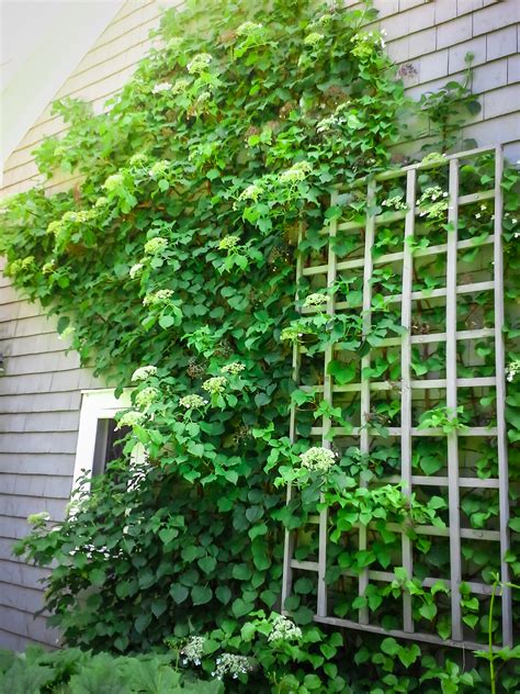 Climbing Hydrangeas For Sale Online | The Tree Center™