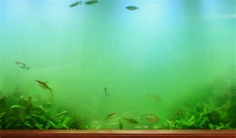 Common Algae in Freshwater Aquarium - hygger