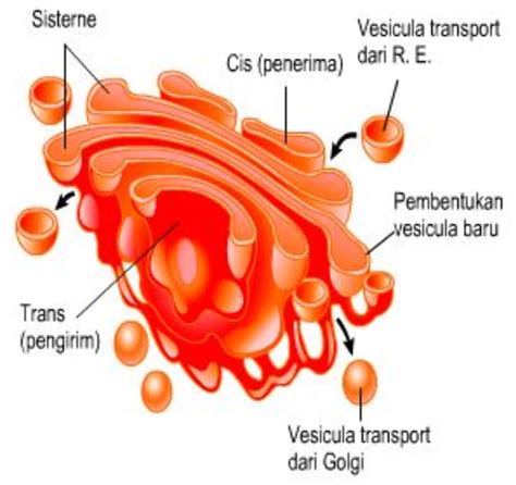 Badan Golgi Pengertian Ciri Fungsi Struktur Dan Cara Kerjanya Hot Sex