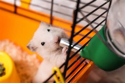 Hamster Water Bottle: A Quick Buyer’s Guide – Hamsteropedia