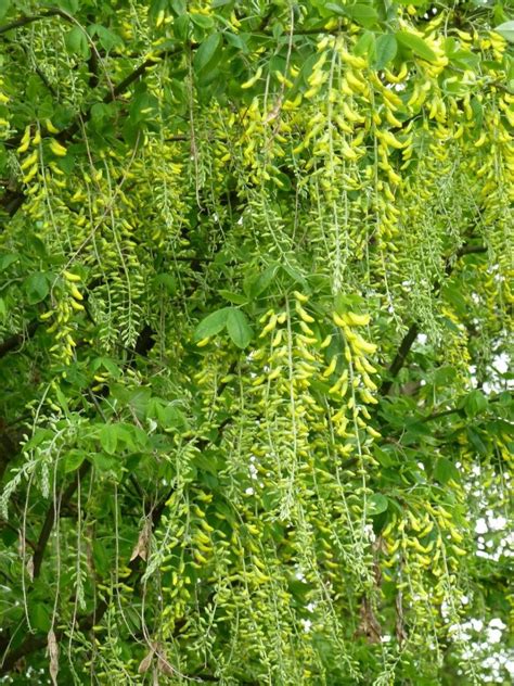 Tree Pea Doncaster Naturalists Society