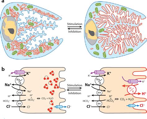 Apical Recycling Of The Gastric Parietal Cell H K Atpase Semantic