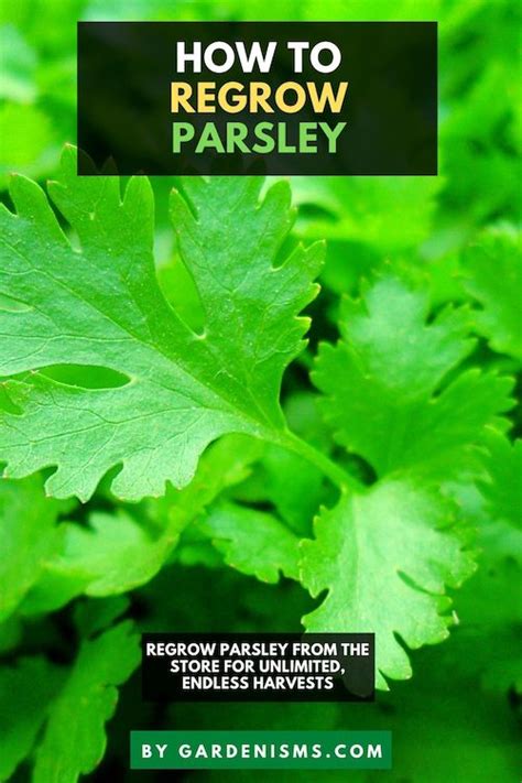 How To Grow Parsley From Cuttings Regrow Store Bought Parsley