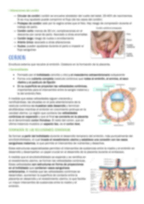 Solution Embrio Semana Anexos Embrionarios Studypool