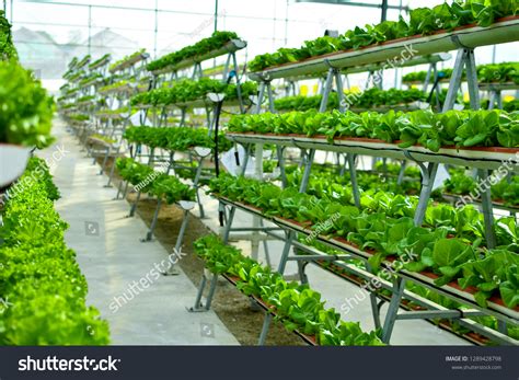 Hydroponic Vertical Farming Systems Stock Photo 1289428798 | Shutterstock