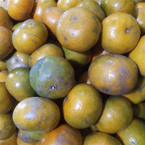 Jual JERUK SEGAR JERUK LOKAL JERUK MEDAN BUAH SEGAR 500gr Kota