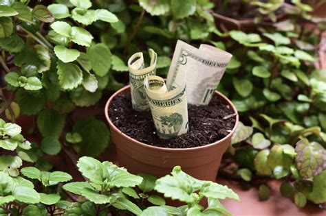 Plantas Para Atraer Dinero