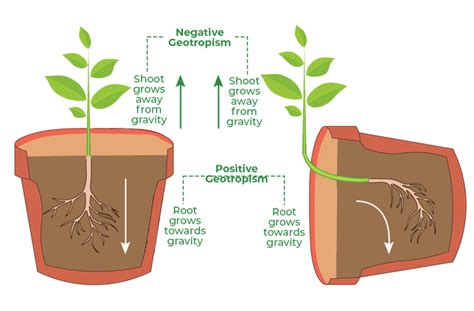 Movement Due To Growth In Plants Tropical And Nastic Movements