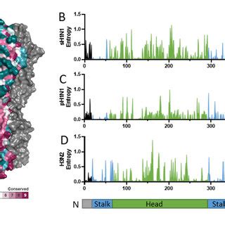 Hemagglutinin structure and functional regions. (A) The HA trimer of an ...