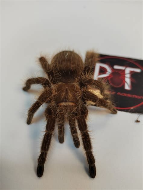 Tliltocatl Albopilosum Nicaragua Curly Ha