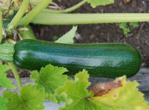 Growing Zucchini In A Garden Is Easy And A Zucchini Plant Can Produce