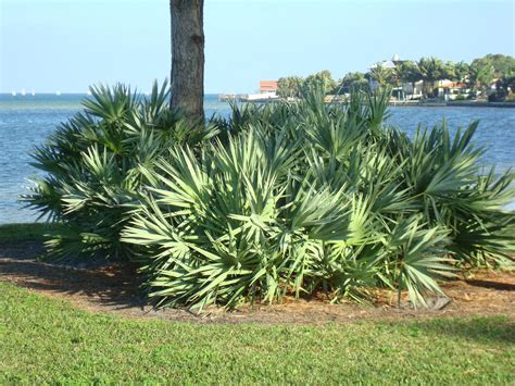 Saw Palmetto Plant Care How To Grow Silver Saw Palmetto Plants