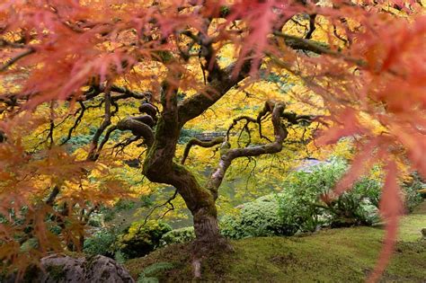 Fall Color Updates – Portland Japanese Garden