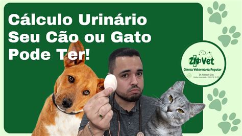 Cálculos Urinários em Cães e Gatos Saiba Como Prevenir YouTube