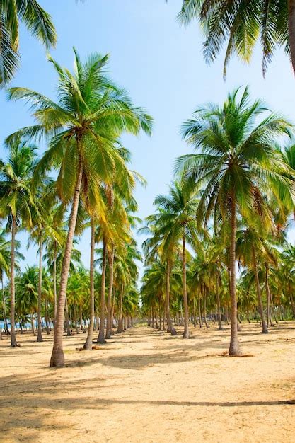 Palmeras De Coco En La Playa De Arena Foto Premium