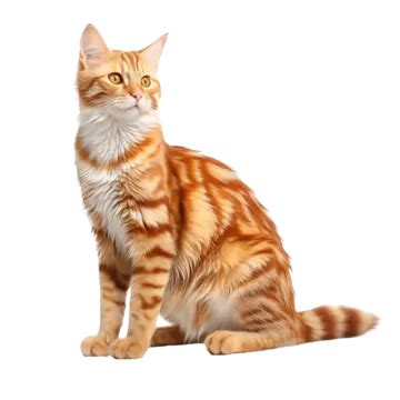 Realistic Cat Portrait PNG Transparent Images Free Download | Vector ...