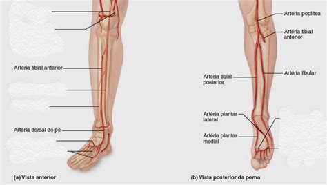 Pin De Ludovina Rebelo Em Anatomia