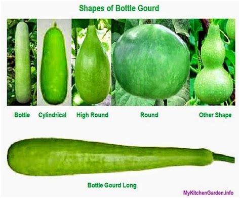 Round Gourd Angel Vegetable