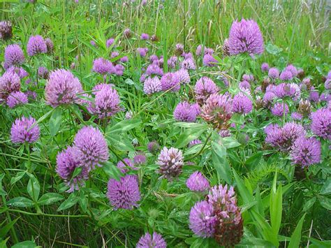 Trifolium Pratense Red Clover Go Botany