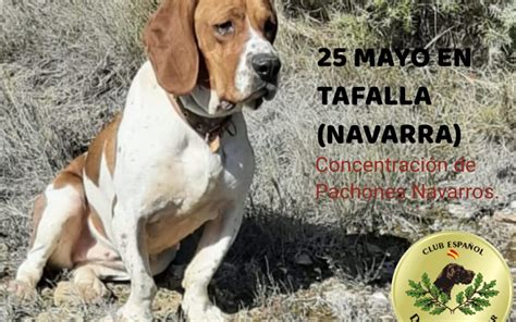 Concentración de Pachones Navarros en Tafalla Navarra Club Español