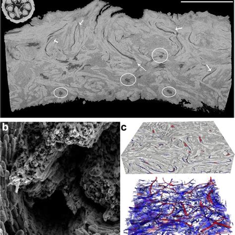 Density gradient in the mesocarp structure: (a) microCT slice (2D) of ...