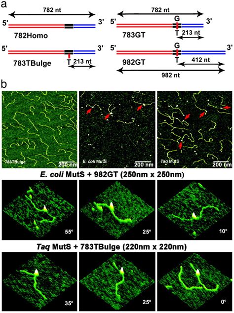 DNA Bending And Unbending By MutS Govern Mismatch Recognition And