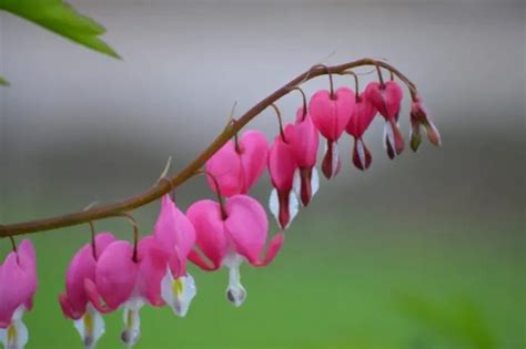 What is The Bleeding Heart Flower Meaning? - Grower Today