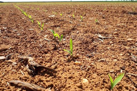 Claves para una buena germinación de las semillas de maíz Campo Galego