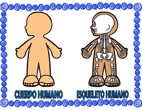 Estupendos Dise Os De Los Sistemas Y Aparatos Del Cuerpo Humano Para