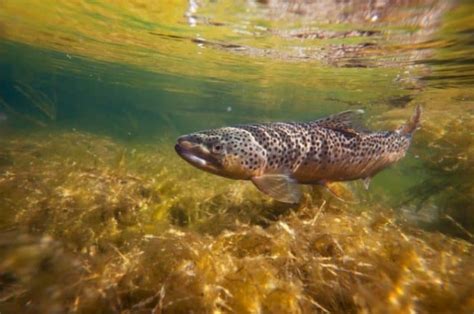 Brook Trout vs Brown Trout: Key Differences Explained