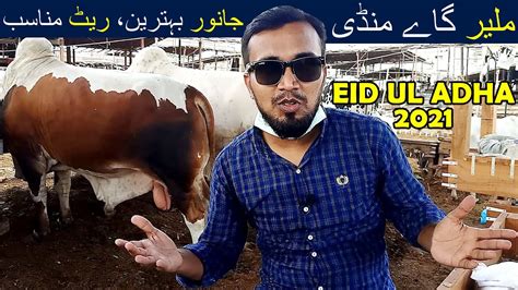 Malir Cattle Mandi Eid Ul Adha I Rates Update I Cattle Market